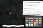 Foto (Objekt + Etikett) von Conchotheca turgida F.V. Mueller (NHMW-GEO-2024-0188-10421)